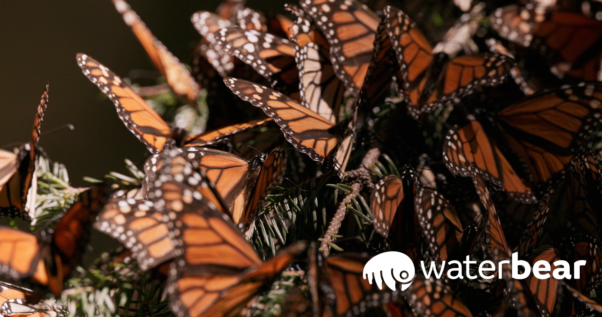 a cluster of monarch bytterflies
