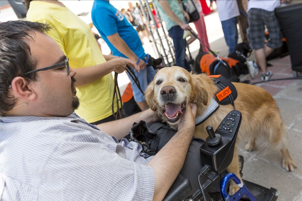 a man petting a guide dog