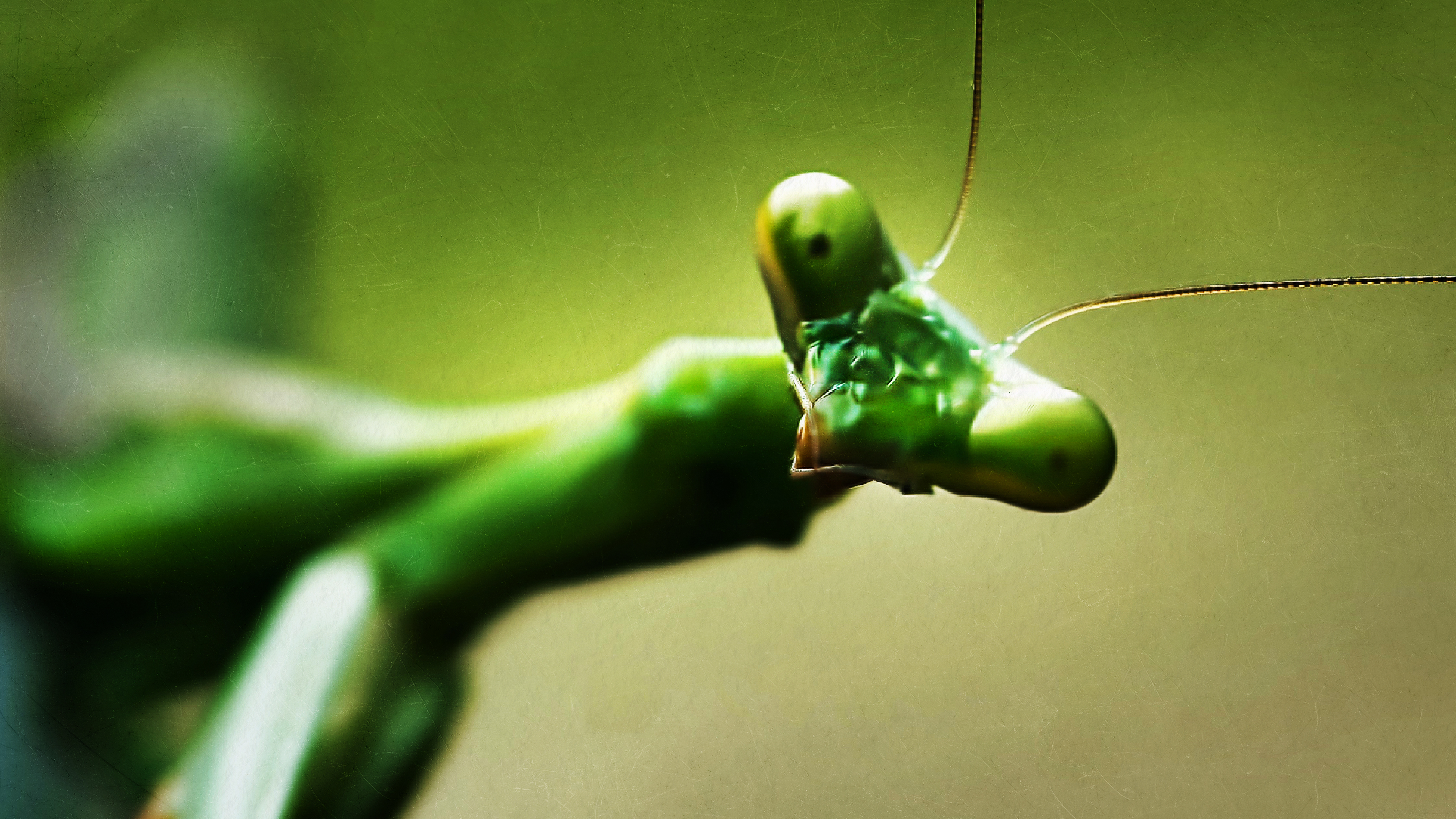 A green praying mantis. Its body is long and thin; its head is flat with big bulging eyes and two long brown antennas.