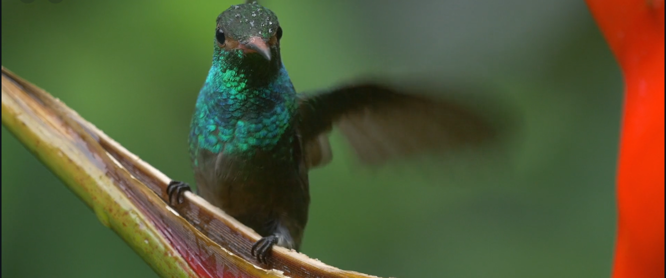 A green hummingbird holds onto the border of a leave. Its neck is bright green, and its beak is black and pointy.