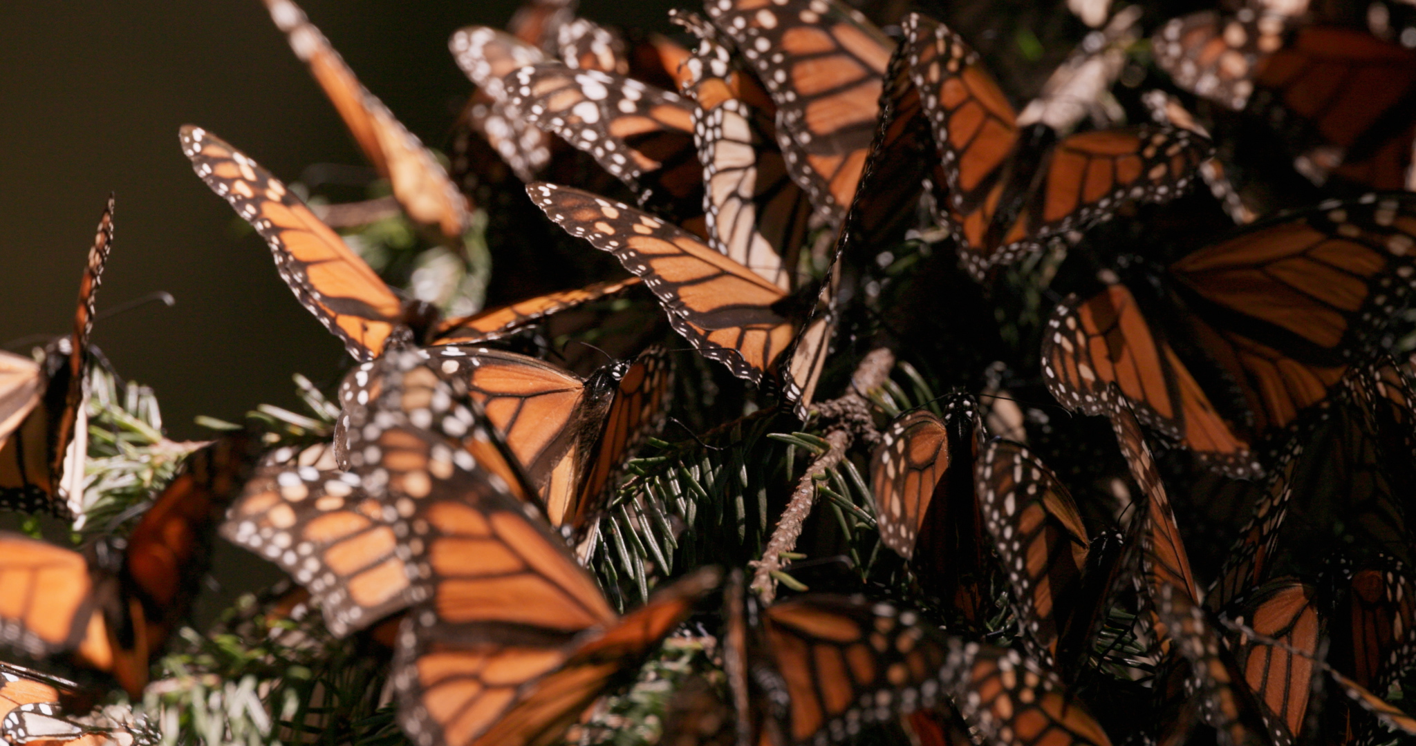 A multitude of monarch butterflies rest on a plant. They have brilliant orange-red wings with black veins and white spots on the edges.