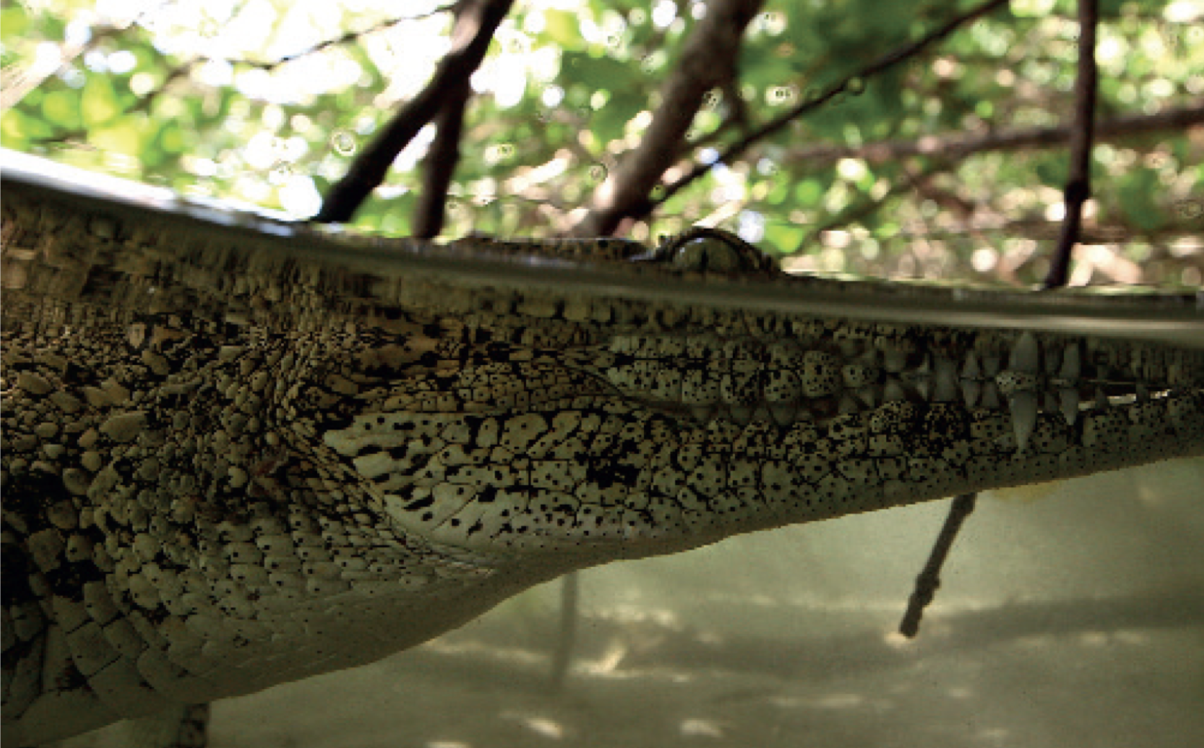 A crocodile underwater.