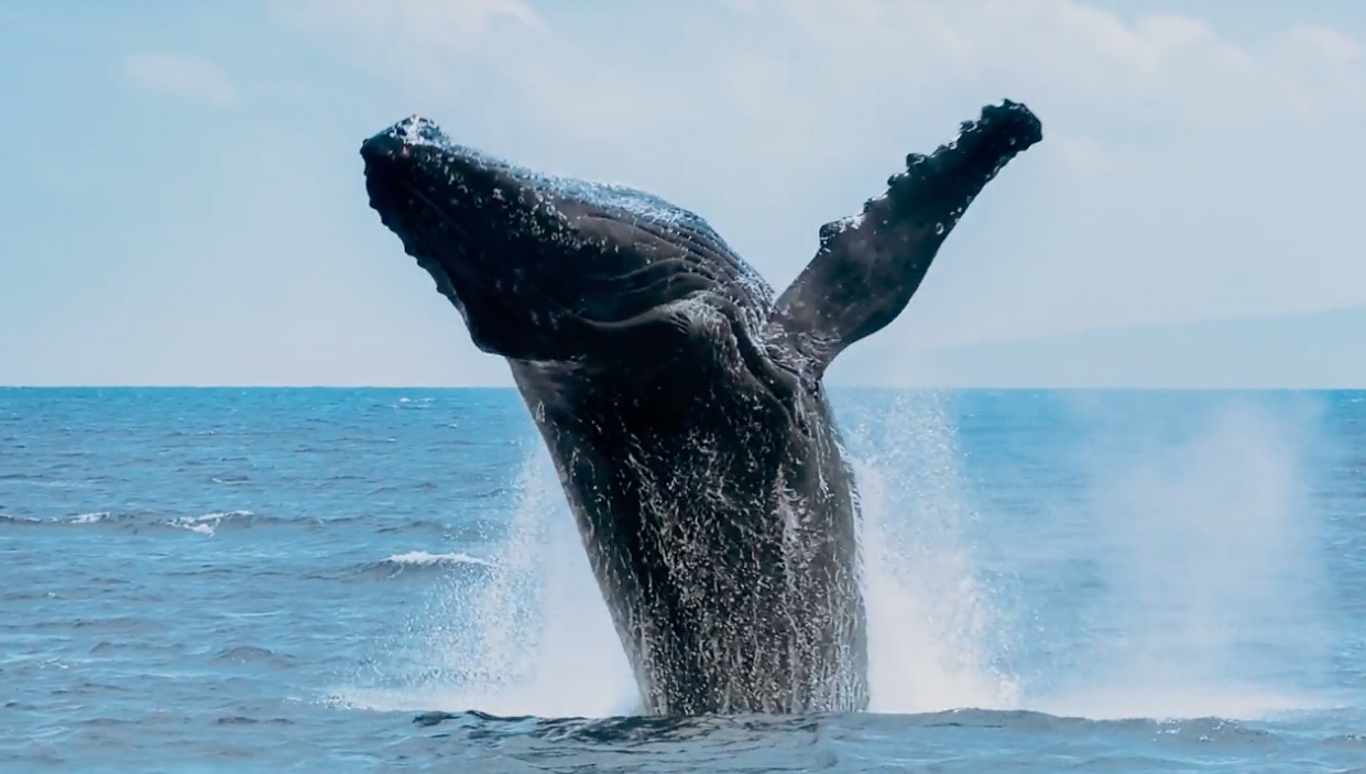 A humpback whale breaches out of the blue ocean