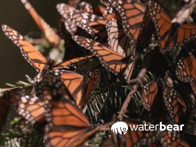 a cluster of monarch butterflies